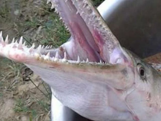 Auténtico monstruo de río: el pez lagarto