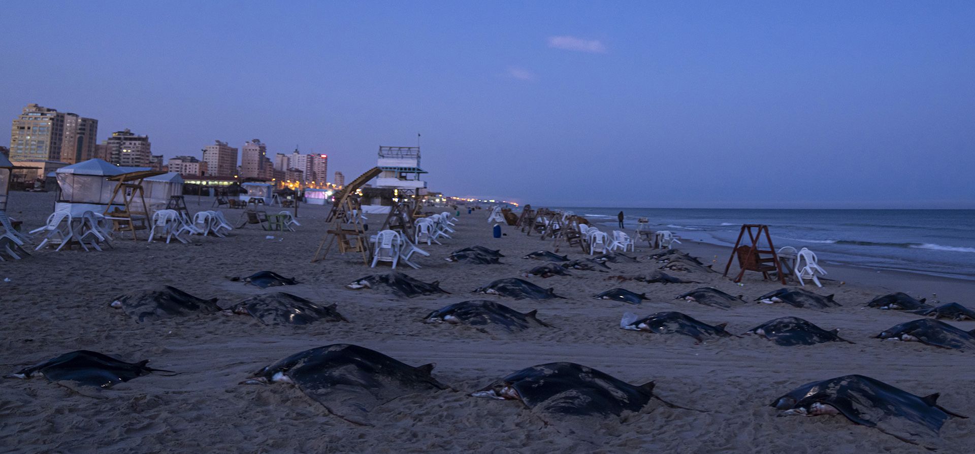 Docenas de mantarrayas yacen en la playa del mar Mediterráneo en la ciudad de Gaza, el domingo 12 de marzo de 2023. Los pescadores capturan las raras rayas en peligro de extinción cuando pasan mar adentro durante su migración invernal. Dicen que saben que las rayas están protegidas, pero las limitaciones israelíes sobre el tamaño de un área de pesca autorizada no les deja otra opción. Los habitantes empobrecidos de Gaza lo compran como fuente de proteína porque es barato, un kilogramo es vendido por alrededor de U$ 3. (Foto AP/Fátima Shbair)