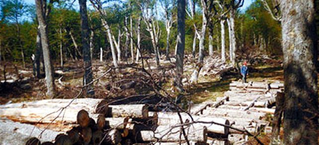 La vida vale: frenar la deforestaci&oacute;n cuesta millones de d&oacute;lares