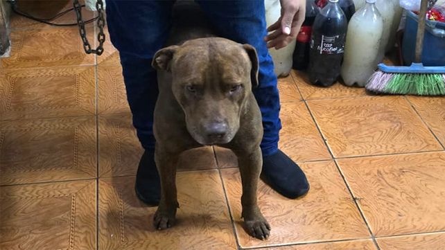 El dueño del perro se presentó ante la policía y&nbsp; el animal quedó a resguardo de la Brigada Ecológica y Rescate Animal.