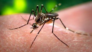 Dengue: en el país notificaron 56.324 casos en 15 provincias