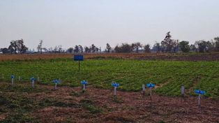 En Las Breñas evalúan y caracterizan cultivares de alfalfa