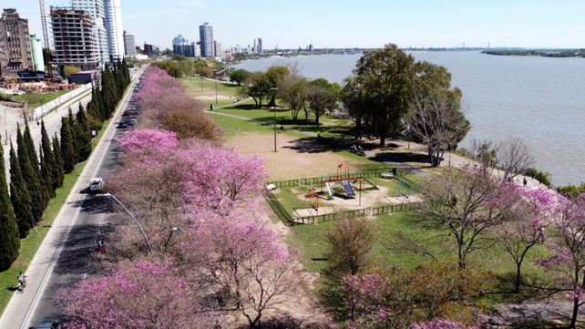 Lapachos en en la costanera rosarina