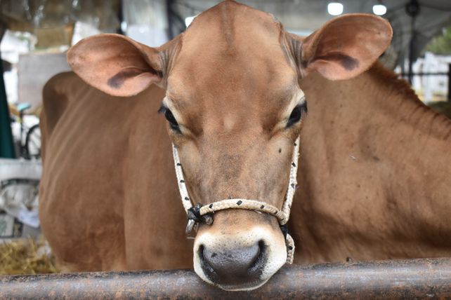 Intento de abigeato: dos hombres mataron una vaca de 400 kilos en Los Zapallos pero no lograron robarla.