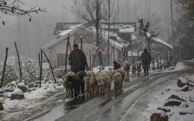 Pastores de Cachemira caminan con su rebaño de ovejas en una carretera cubierta de nieve durante la primera nevada de la temporada en las afueras de Srinagar, Cachemira controlada por India.