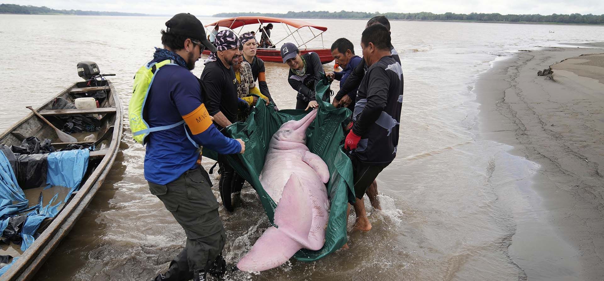 Científicos y veterinarios capturan un delfín rosado en el río Amazonas para realizarle controles de salud en Puerto Nariño, Colombia, el domingo 7 de septiembre de 2025. (Foto AP/Fernando Vergara) Científicos y veterinarios capturan un delfín rosado en el río Amazonas para realizarle controles de salud en Puerto Nariño, Colombia, el domingo 7 de septiembre de 2025. (Foto AP/Fernando Vergara)