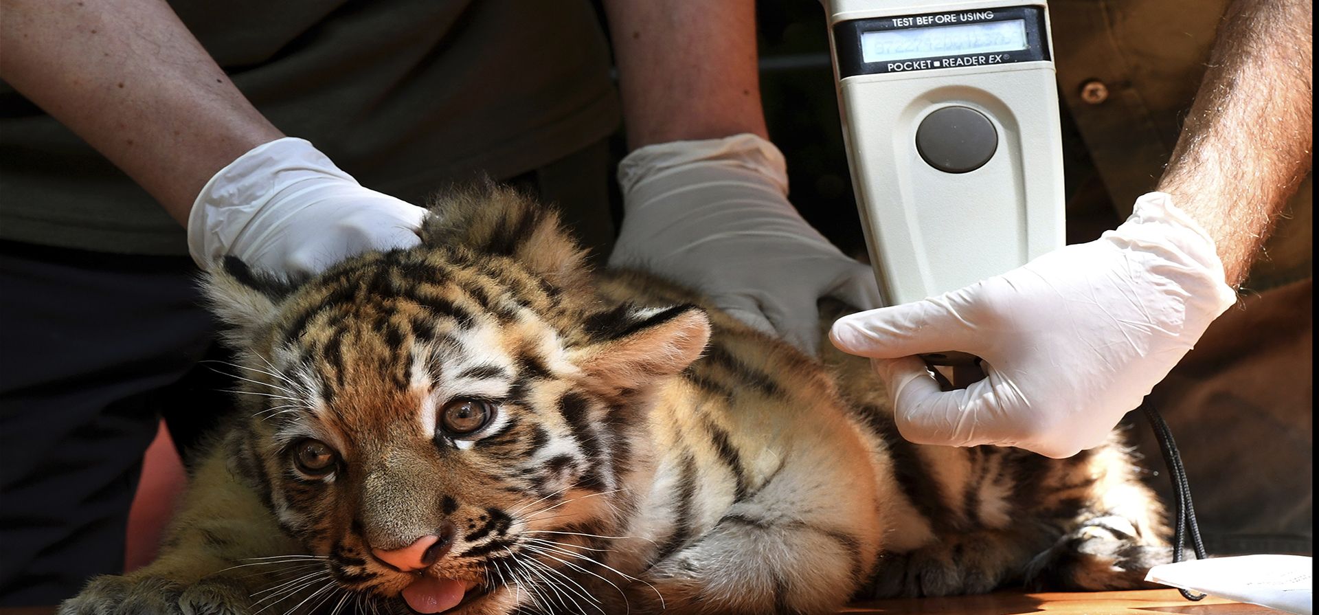 Uno de los dos cachorros de tigre nacidos el 13 de abril se somete a un chequeo médico de rutina en el Zoológico de Budapest, Hungría, el jueves 12 de junio de 2025. (Attila Kovacs/MTI vía AP) Uno de los dos cachorros de tigre nacidos el 13 de abril se somete a un chequeo médico de rutina en el Zoológico de Budapest, Hungría, el jueves 12 de junio de 2025. (Attila Kovacs/MTI vía AP)