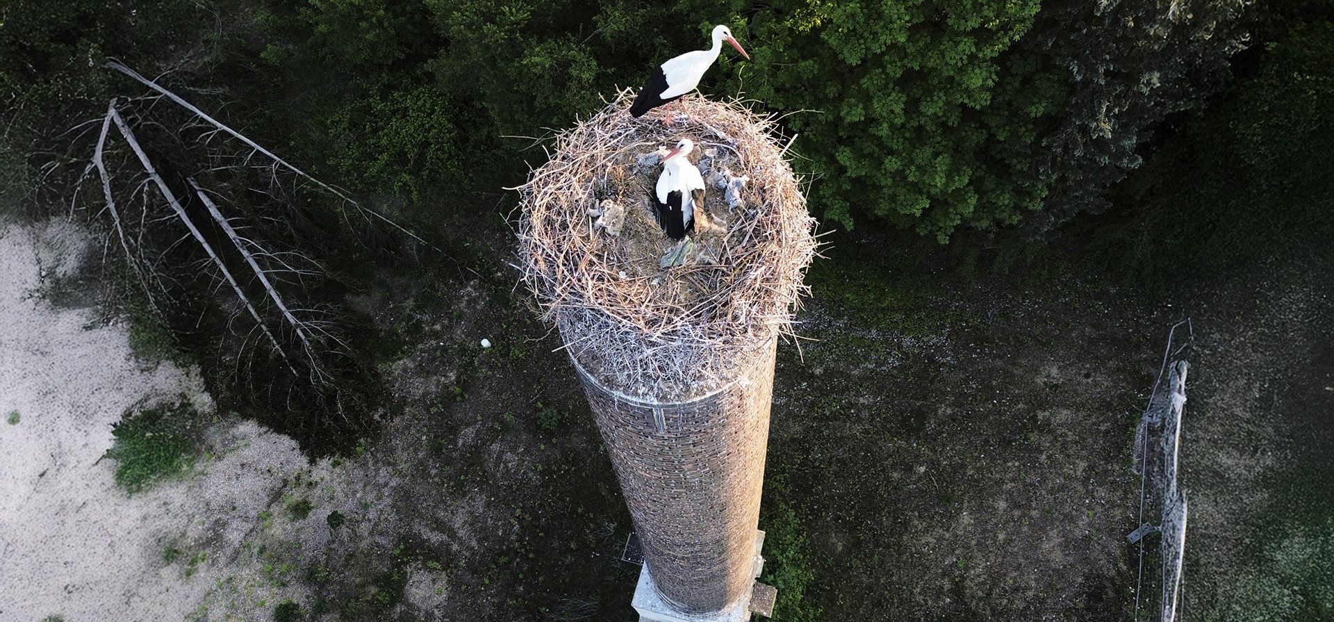 Cigüeñas en su nido sobre la chimenea de una antigua fábrica de ladrillos en Wiesbaden, Alemania, el jueves 1 de mayo de 2025. (Foto AP/Michael Probst) Cigüeñas en su nido sobre la chimenea de una antigua fábrica de ladrillos en Wiesbaden, Alemania, el jueves 1 de mayo de 2025. (Foto AP/Michael Probst)