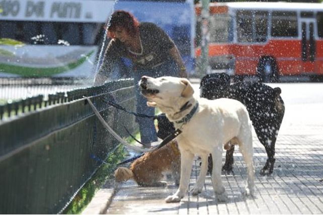 La ola de calor también afecta a las mascotas