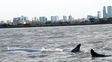 Anuncian que es inminente la muerte de una ballena encallada