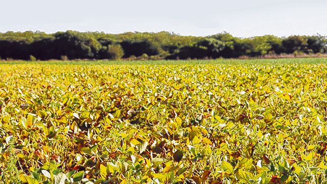 Estiman que la producción de soja perdería un 7% por la sequía.