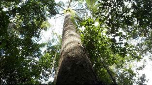 Descubren un árbol de 90 metros de alto pero abejas y águilas dificultan la investigación