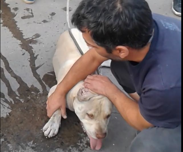 Ató a un perro a su moto y lo arrastró hasta quemarlo con el asfalto Ató a un perro a su moto y lo arrastró hasta quemarlo con el asfalto