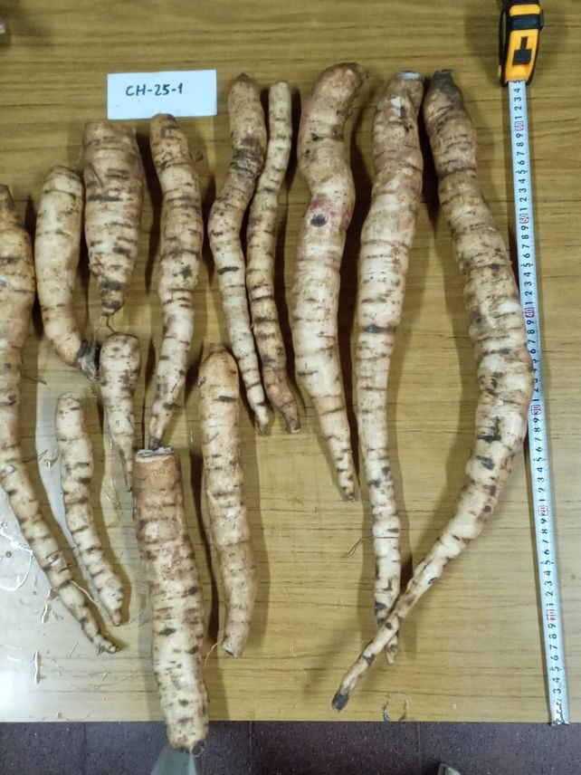 La mandioca hunde sus raíces en Santa Fe