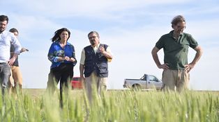 Trigo: Clara García pidió la emergencia agropecuaria por la sequía