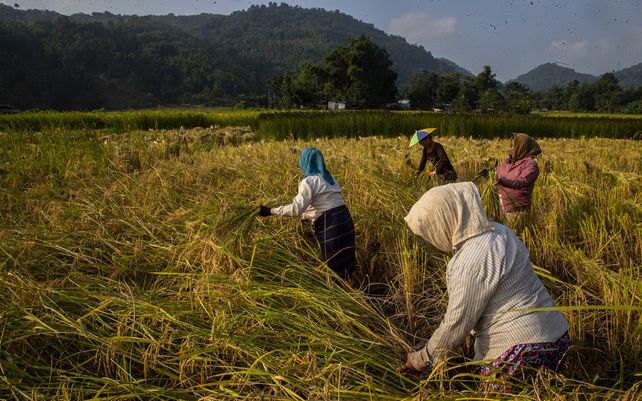 Mujeres de etnia khasi cosechan arroz en la aldea de Umwang