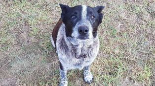 Un perro sordo y medio ciego recibe honores por cuidar a una niña perdida