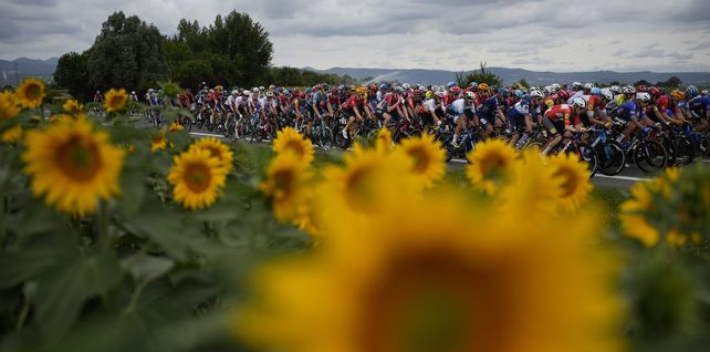 Se sembraron 169.400 hectáreas de girasol en el centro norte provincial.