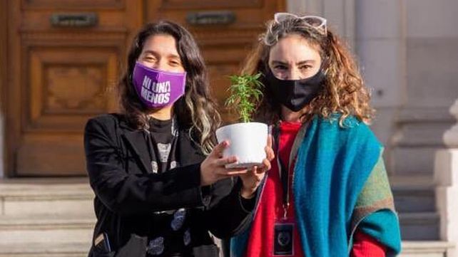 Diputadas provinciales exhibieron en sus bancas plantitas de marihuana y se disparó la polémica