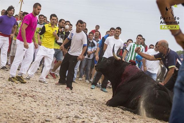 Detractores y defensores del Torneo del Toro de la Vega
