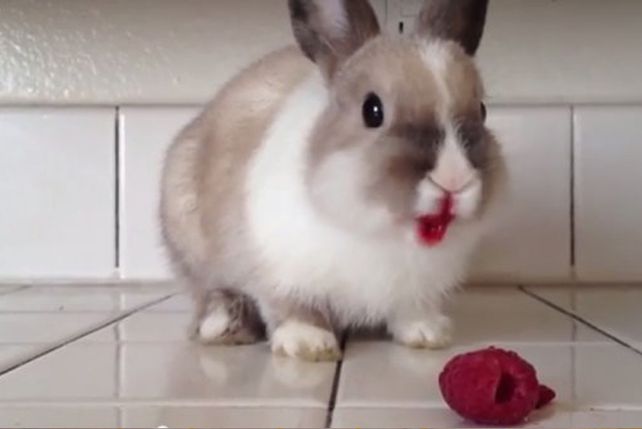 ¿Por qué este conejo tiene la boca pintada de rojo?