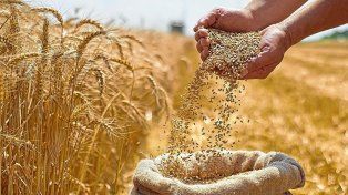 El recorte de retenciones al trigo mejora márgenes, pero no alcanza para cubrir costos promedio