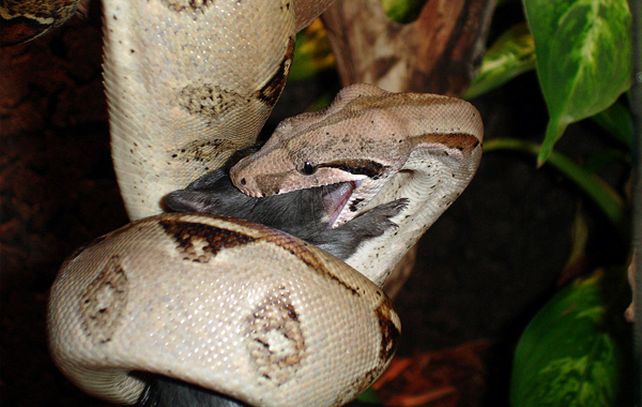 Expertos indicaron que el reptil “come y duerme” en la zona