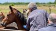 El mosquito y la encefalomielitis equina amenazan el campo