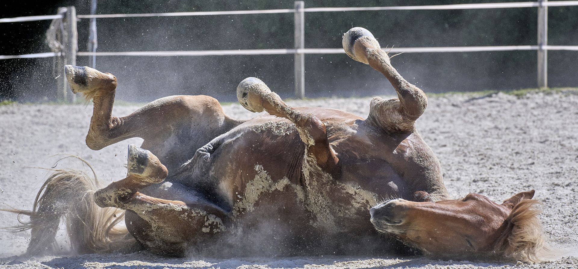 Un caballo islandés se revuelca en la arena en una ganadería en Wehrheim, cerca de Frankfurt, Alemania, un cálido martes 1 de julio de 2025. (Foto AP/Michael Probst) Un caballo islandés se revuelca en la arena en una ganadería en Wehrheim, cerca de Frankfurt, Alemania, un cálido martes 1 de julio de 2025. (Foto AP/Michael Probst)