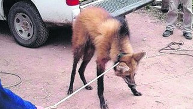 El Aguará  que fue atropellado en la ruta provincial nº1 fue operado y evoluciona favorablemente