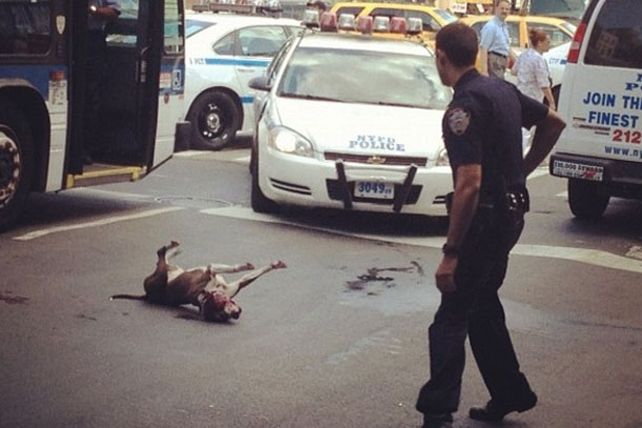 Perra baleada por policías de Nueva York se recupera