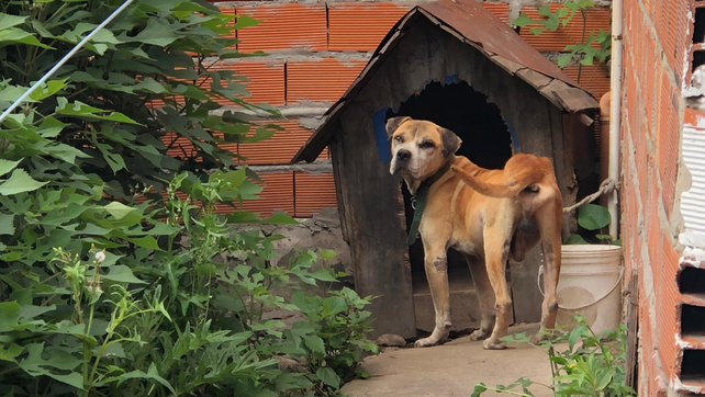 El perro rescatado en Villa Manuelita