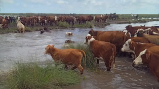 Inundaciones en el norte de Santa Fe: emergencia agropecuaria en tres departamentos