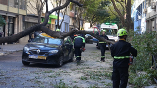 Taxista resultó herido al caer un árbol sobre su auto en pleno centro de Rosario