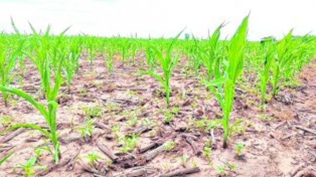 Tensa espera. GEA aseguró que se necesita urgente agua para no perder potencial de rinde.