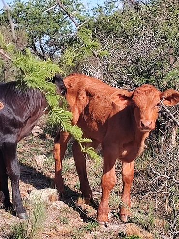 Ganadería: buscan armar la Scaloneta de la carne vacuna