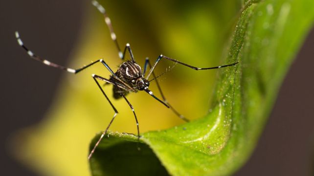 Dengue: hay 2.289 nuevos casos en Entre Ríos