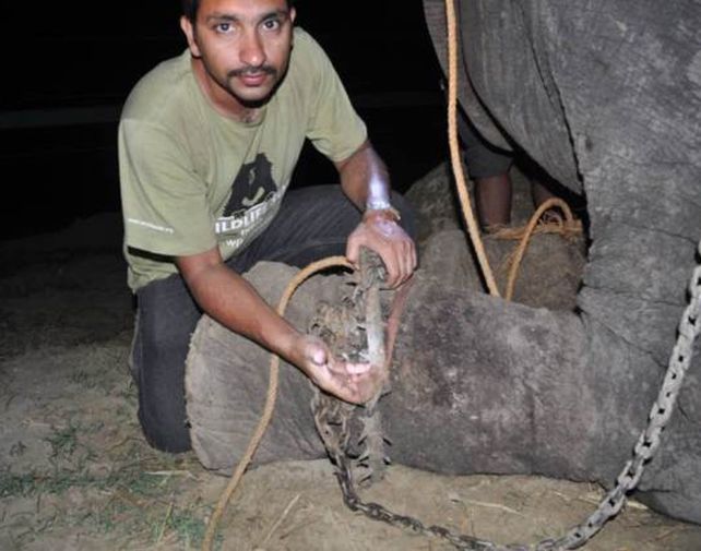 Un elefante llora luego de ser liberado tras 50 años en cautiverio