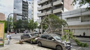 Grandes árboles cayeron sobre una casa y dos autos en Rosario este viernes como producto del viento y la lluvia