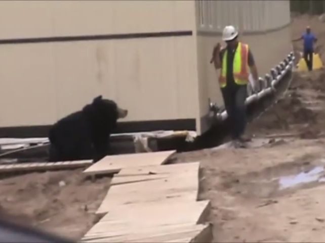El obrero tenía una debilidad especial por los animales salvajes