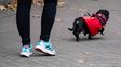 Actividad física para mascotas: por qué es importante y qué recomendaciones tener en cuenta