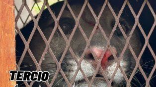 Rescataron un puma que apareció en l patio de una vivienda en Cabaña Leiva