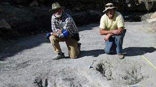 El cortejo de los dinosaurios era similar al de las aves