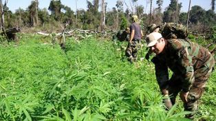 Los militares uruguayos cultivarán marihuana