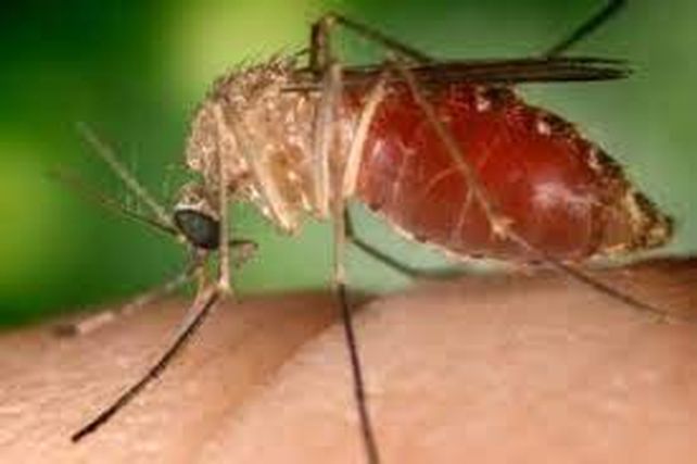 Distintos mosquitos tienen la capacidad de contagiar la fiebre de Oropouche