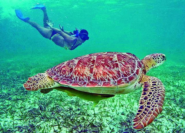 Nadar con las tortugas es una de las atracciones que ofrece Playa del Carmen.