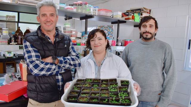 Ciencia. Los investigadores del Conicet analizan cómo reasignar los recursos energéticos de las plantas