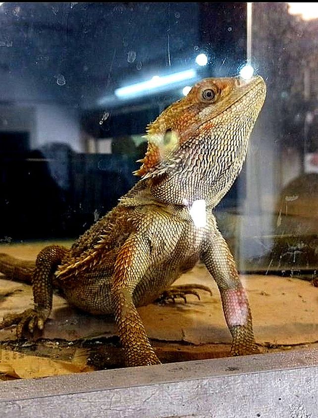 Secuestran cinco lagartos pogona y ocho ranas albinas en un comercio del centro de Rosario