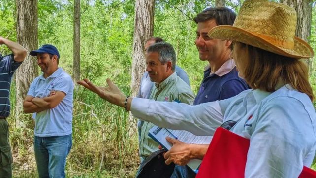 Mejoramiento genético de sauces: un hito en la producción forestal del Delta del Paraná