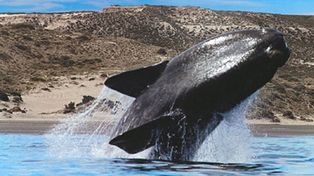 Por Internet se podr&aacute; ver en vivo la llegada de las ballenas